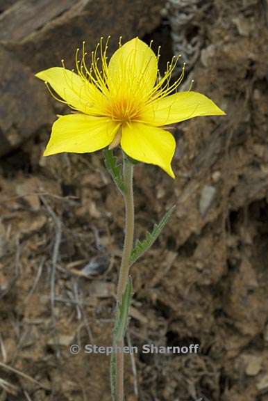 mentzelia crocea 5 graphic